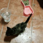 창고에 찾아온 길냥이의 폭풍애교. (<b>feat</b>. 러시안블루) 2탄