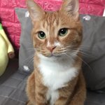 [고양이] 까칠냥 <b>토리</b>의 겨울나는 법