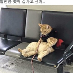 [댓글부탁해] 집에 가고싶어 <b>체념</b>한 고웽이