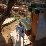 [강아지] <b>순딩</b>이 백구아이의 웃음을 지켜주세요