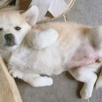 <b>절미</b> 팔로워수 줄어드는게 안타깝다는 댓글에 <b>절미</b>언니 댓글 jpg