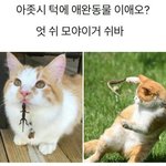 [ㅋㅋㅋㅋㅋ] 아저씨 턱에 그거 <b>애완</b>동물입니까?