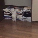 [댓글부탁해] 이거 <b>상</b><b>메</b> 하면 ㅇㄸ