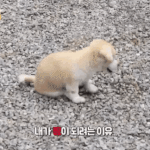 <b>절미</b> 이거 뭔영상이야?