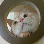 [고양이] (<b>통이</b>네) 눈빛 장인 냥이들 도전 하세요