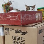 [고양이] [콩이와 흰둥이]- <b>외출</b>냥이