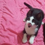 [고양이] 팔자에도 없던 고양이 <b>집사</b>가 된 이유