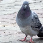 [댓글부탁해] 너네 비둘기 왜 싫어해 ?