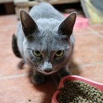 창고에 찾아온 길냥이의 폭풍애교. (<b>feat</b>. 러시안블루) 3탄