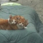 [댓글부탁해] <b>야이</b> 개자식아 니가 다 퍼뜨렸냐?