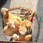 [댓글부탁해] 내가 좋아하는 여돌들 특징뭐냐