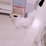 [EXO] 뜬금없지만 우리집 강<b>쥐</b> 볼래