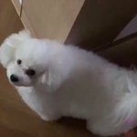 [EXO] 비비는 강아지 치고 크다 <b>vs</b>