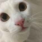 [EXO] 우리 고냥이 이름 맞추기 추반