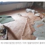 [댓글부탁해] 강아지가 빈 집에 갇혀서 <b>몇날</b> 몇일을 가구,장판 긁어먹다가...