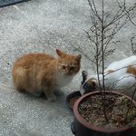 [고양이] 길고양이딱지이야기