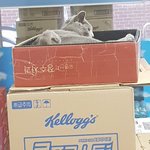 [고양이] [콩이와 <b>흰둥이</b>]-외출냥이