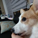 우리집강아지 개귀엽지