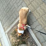 강아지랑 <b>산책</b>갔다왔다!