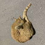 [댓글부탁해] 페북 이런 데서 광고하던 <b>1+1</b> 코트 뭔지 아는 사람?