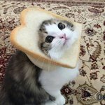 ㅁㅈ야 나 보고<b>시퍼</b>?