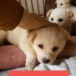 [강아지] 농<b>수로</b>에 버려진 아이들