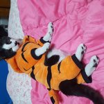 [고양이] 옷 입혔더니 고장난 고양이