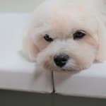 하니/말티즈/<b>남아</b>(중성화완료)/2살/3kg   *개구쟁이 성격을...
