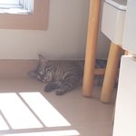 [댓글부탁해] <b>울</b><b>집</b> 냥이 짱귀엽지