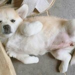 얘들아 <b>대성마이맥</b> 좋아 ???