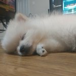 [강아지] 세상에서 제일 이쁜 우리애기둘!