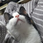 <b>아가</b> 길냥이 한번만봐주세요