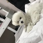 우리집에도 술떡 <b>강쥐</b> 있어