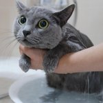 창고에 찾아온 길냥이의 폭풍애교. (<b>feat</b>. 러시안블루) 4탄