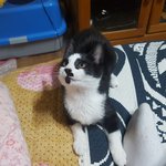 고양이 매미 근황