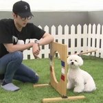 어느 아이돌의 강아지 근황