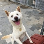 유기견 공주의  가족이 되어주세요~~