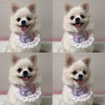 우리 댕댕이 자랑하자ㅜㅜㅜ