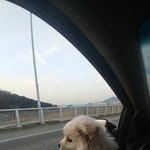 [강아지] 우리개귀여운거모르는사람없게해주세요~ 2