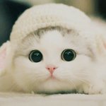 눈이