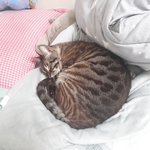 [드루와] 우리 <b>고냥</b>이 보셈