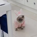 우리 <b>사탕</b>이 ㅈㄴ귀여워 빨리 들어와