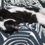 고양이 <b>매미</b> 근황