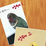 [이것좀봐줘] 지하철토끼남에게 <b>희생</b>된 앵무새편!!!!!