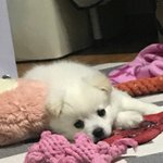 커버력 약하고 <b>성분</b>착한 파데 ㅊㅊ 조뮤ㅠㅜ