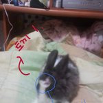 [이것좀봐줘] 지하철토끼남에게 <b>희생</b>된 토끼편!!!!!