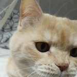 [고양이] (통이네)풀 먹는 고양이