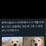 [<b>귀엽</b>] 기르던 강아지가 너무 변해서 누가 바꿔놓고 간 줄 알았는데