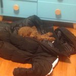 [강아지] 우리집 강아지 너무 귀여워서 올리는 글임