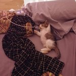 [19] 귀여운 <b>고앵이</b> 보구 가